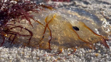 Jellyfish-washed-ashore-on-the-sandy-beaches-of-Monterey-Bay,-California-in-January-2021