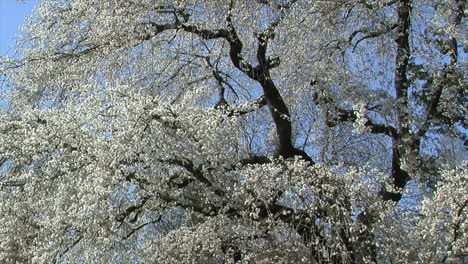 Großer-Trauerkirschbaum-Mit-Blüten-Bedeckt