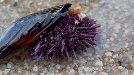 A-purple-sea-urchin-hiding-under-an-empty-mussel-shell