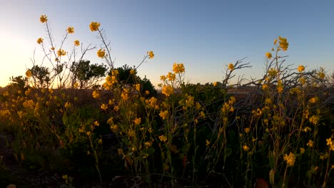 Yellow-wildflowers-sunset-background