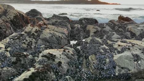 Thousands-of-mussels-and-living-organisms-on-the-rocky-tide-pools-of-Carmel,-Ribera-Beach-in-California