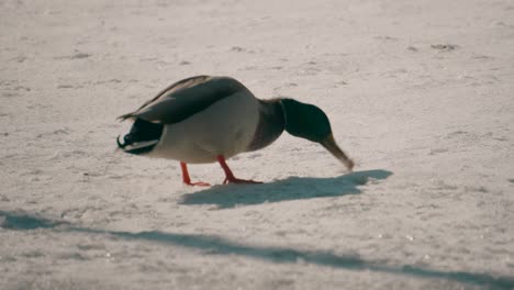 Close-up-view-of-duck-eating-bread-on-a-frozen-lake