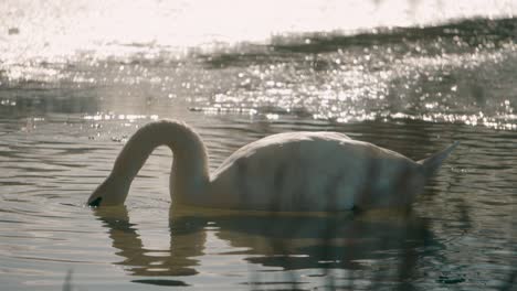 A-white-swan-with-its-head-in-the-water---eats-grass-from-the-water-with-sun-flare-in-the-water