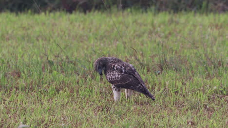 A-red-tailed-hawk-walking-around-in-a-grass-field-in-the-summer
