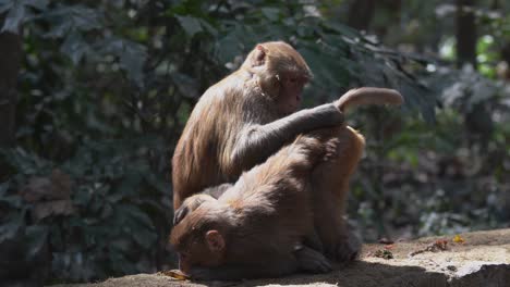 Einige-Affen,-Die-Flöhe-Und-Läuse-Aus-Ihren-Haaren-Zupfen