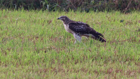 A-red-tailed-hawk-walking-around-in-a-grass-field-in-the-summer