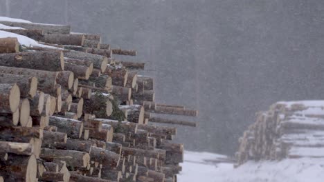 Sawmill-log-storage-piles-being-buffeted-by-the-Nordic-soft-snowfall---Wide-medium-shot