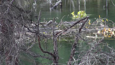 Industrious-beaver-stores-green-branch-underwater-at-lodge-in-pond
