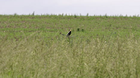 A-Bobolink-sitting-on-a-grass-stem-in-a-field-and-singing