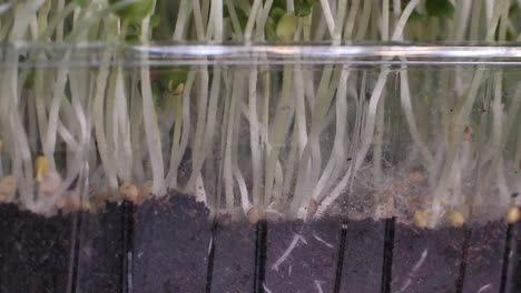 Germination-of-seeds-for-nutrition.-Seedlings-Micro-Greens