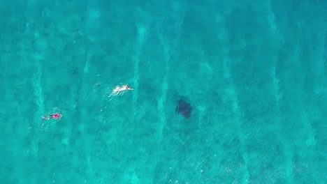 Nadar,-Bucear-Con-Manta-Raya-En-Agua-De-Mar-Azul-Turquesa-Azul-De-Maldivas