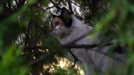 Attentive-camouflaged-cat-watching-carefully-and-staying-alert-on-hunting-from-tree