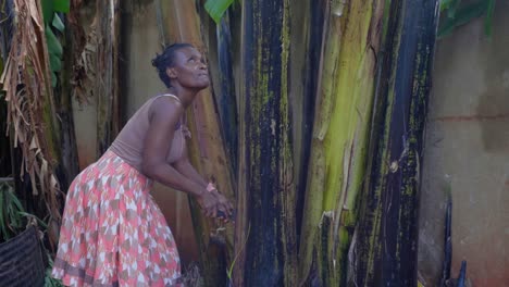 A-rural-African-woman-hacking-at-a-banana-tree-stem-in-Africa