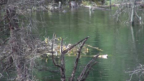 Beavers-haul-out-of-pond-to-gather-more-branches-for-beaver-lodge