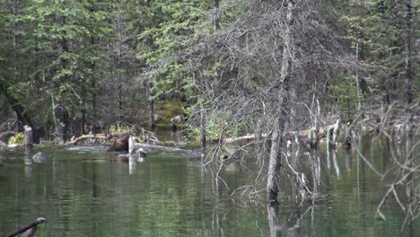 Beaver-works-hard-to-drag-large-branch-into-pond-and-swims-to-lodge