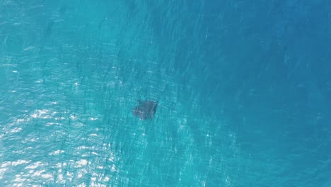 Mantarochen-Drohne-Blick-Auf-Die-Manta-Straße-Im-Blauen,-Azurblauen,-Türkisfarbenen-Meerwasser-Der-Malediven