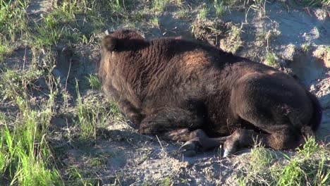 Cute-Bison-calf-with-tiny-horns-lies-in-grassy-sand-pestered-by-flies
