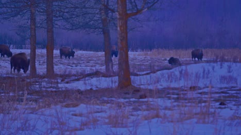 Winter-bisone-grazing-with-offspring-in-Elk-Island-Provincial-Park-in-Alberta-Canada-during-a-morning-sunrise-by-a-thick-forest-plain-as-other-buffalos-approach-during-their-morning-trek-Eastward-3-4