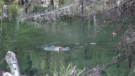 Swimming-beaver-brings-small-green-branches-to-beaver-lodge-in-pond