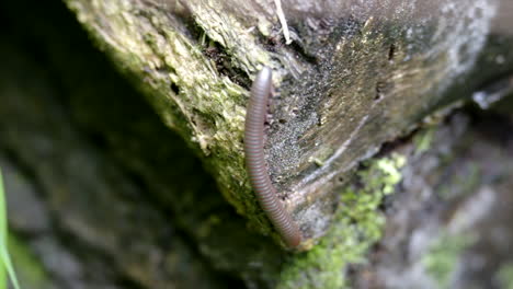 A-millipede-crawling-on-an-old-rotting-log-in-the-forest