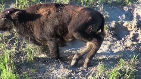 Cute-Bison-calf-with-tiny-horns-gets-up-from-nap-for-a-big-stretch