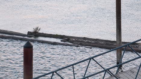 Pier-Aussichtspunkt-über-Schwimmenden-Holzstämmen-Auf-Wogendem,-Gekräuseltem-Flusswasser