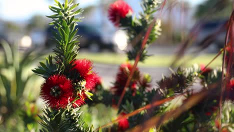 Bees-on-vibrant-red-flowers-of-Callistemon-growing-in-roadside-garden