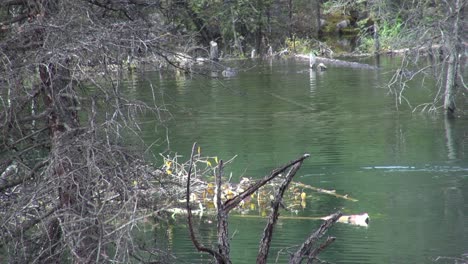 Biber-Taucht-Im-Teich-Vor-Der-Lodge-Auf-Und-Schüttelt-Wasser-Aus-Seinen-Ohren