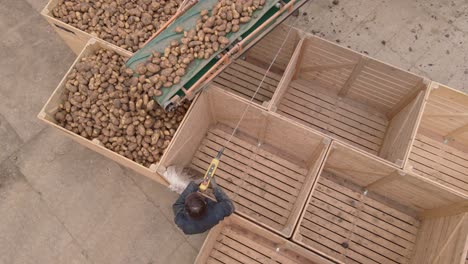 Conveyor-belt-transporting-potato-harvest-into-wooden-crates-birdseye-aerial