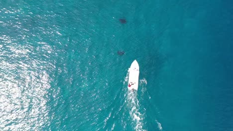 Manta-rays-and-a-boat-chasing-them-drone-view-in-blue-azure-turquoise-sea-water-of-Maldives