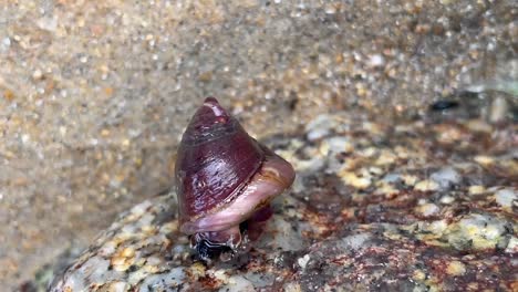 A-turban-snail-exposed-during-low-tide