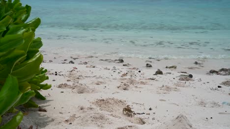 Cangrejo-En-La-Playa-En-Maldivas-Cavando-Un-Agujero