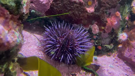 Purple-sea-urchin