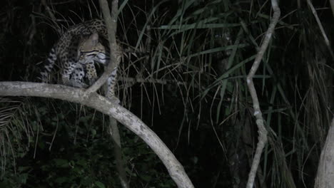 Ocelot-at-night-climbing-in-a-tree,-in-search-of-prey,-Pantanal-wetlands,-Brazil