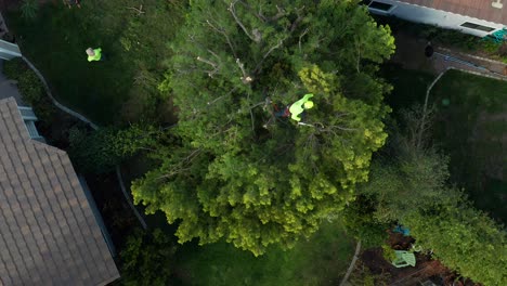 Aerial-top-down-view-of-a-tree-trimmer-cutting-back-the-top-of-a-large-tree