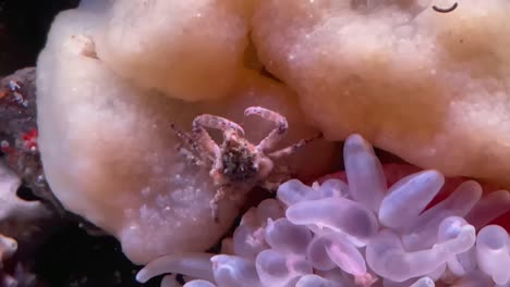 A-tiny-decorator-crab-camouflaging-itself-in-its-ocean-environment