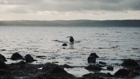 Schwarzer-Labrador-hund-Spielt-Am-Strand,-Schüttelt-Wasser-Ab,-Zeitlupe