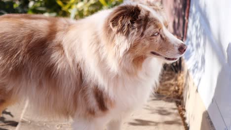 Brown-and-white-Australian-Shepherd-puppy-dog-starring-at-white-door-on-red-brick-wall,-and-turning-head-side-to-side-as-if-hearing-something-from-inside,-then-looking-to-camera