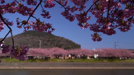 Sakura-cherry-blossom-trees-softly-waving-in-the-wind-in-nature-landscape