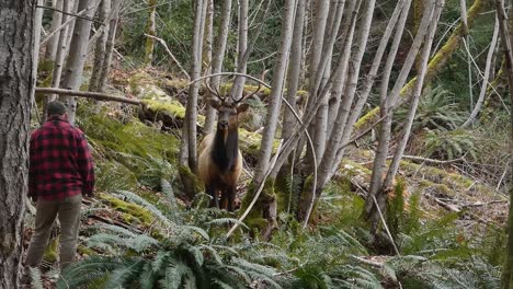 Man-close-to-elk-with-antlers-in-a-forest-in-Canada