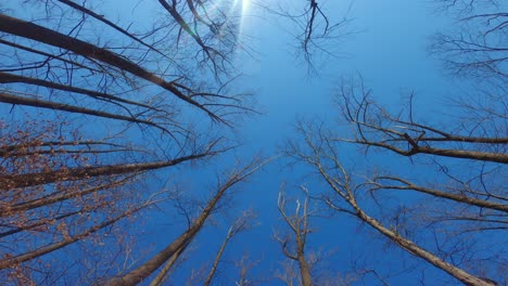 Looking-up-at-towering-bare-deciduous-trees-during-late-winter-with-perfectly-blue-and-sunny-skies