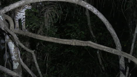 Ocelote-En-La-Noche-Trepando-A-Un-árbol,-En-Busca-De-Presas,-Humedales-Del-Pantanal,-Brasil
