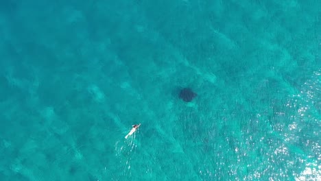 Ein-Mädchen-Schwimmt,-Schnorchelt-Mit-Mantarochen-Im-Blauen,-Azurblauen,-Türkisfarbenen-Meerwasser-Der-Malediven