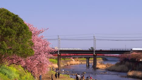 Relaxing-afternoon-at-riverbank-with-Sakura-trees-in-Japan