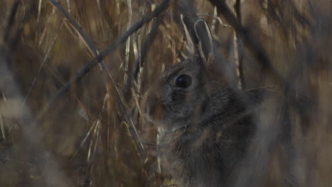 A-rabbit-hiding-in-the-long-grass-in-the-evening-turns-its-head-towards-the-camera
