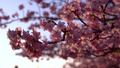 Starker-Wind-Weht-Gegen-Sakura-Kirschblütenbaum-Mit-Blauem-Himmel-Im-Hintergrund
