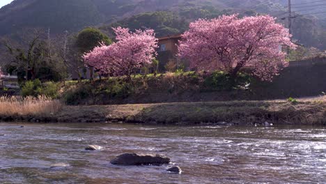 Low-angle-river-view-of-rural-Sakura-cherry-blossom-trees-in-nature