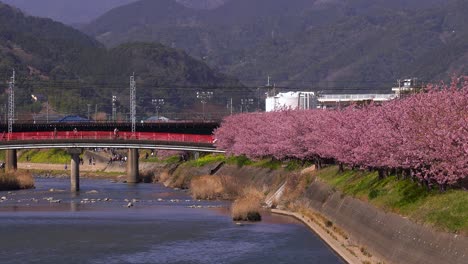 Famoso-Puente-Rojo-Y-árboles-De-Sakura-En-Kawazu-En-Shizuoka-Japón