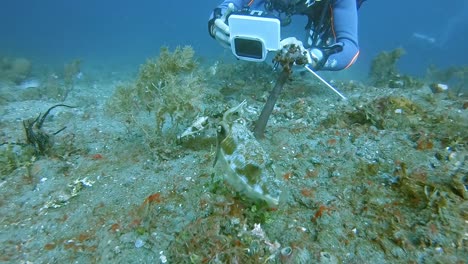 A-scuba-diver-filming-a-pair-of-well-camouflaged-cuttlefish