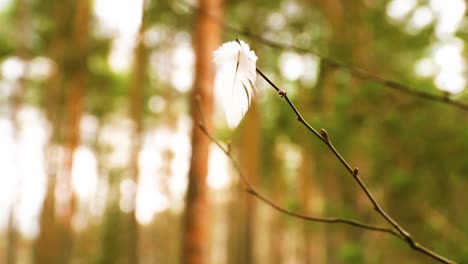 White-feather-stuck-in-a-tree-branch-and-waving-in-the-wind